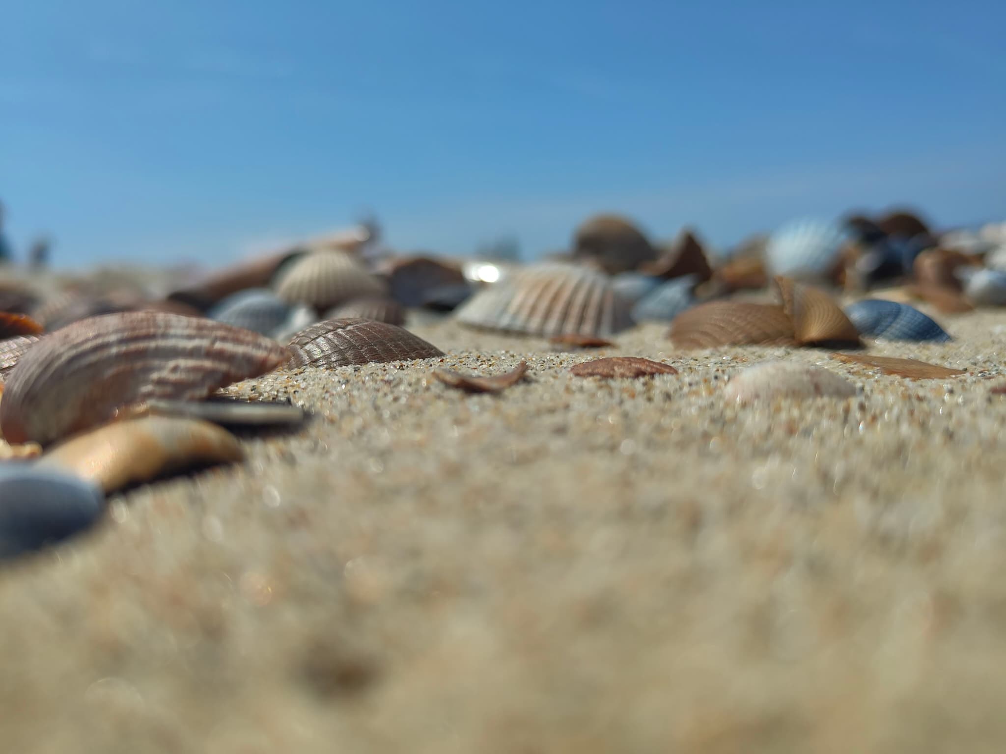 Shelled Beach of Oostkapelle ⛱️